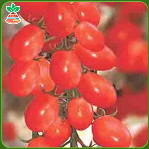Hạt giống cà chua bi đỏ cherry F1 />
                                                 		<script>
                                                            var modal = document.getElementById(